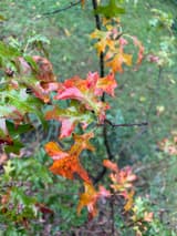 Pin oak twig with wet, deeply lobed leaves turning in blotches from green to orange, pink and red, against a grassy slope