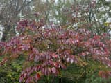 Flowering dogwood's layered branches full of wet, shining burgundy and red leaves at the edge of a wood still mostly green