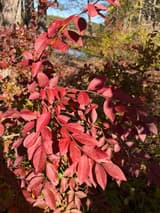 Wild blueberry (Vaccinium) branch in sunlit scarlet fall color, smooth-edged elliptic leaves, red shrubs and a marsh behind