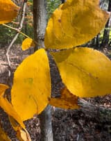 Mockernut hickory leaf turned clear gold, three toothed leaflets at the tip of a yellow stalk, a few green patches left