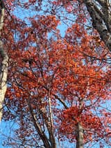 Looking up into a scarlet oak's crown of red fall leaves against a clear blue sky, dark branches crossing it