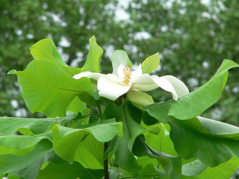 A white Ashe’s magnolia flower opening among broad, pale green leaves, with trees behind