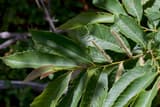 Ozark chinquapin branch with long, bristle-toothed leaves and pale, fuzzy flower catkins