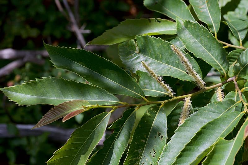 Ozark chinquapin branch with long, bristle-toothed leaves and pale, fuzzy flower catkins