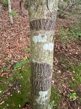 Two bands of cracked, dark brown bark flecked with pale orange circling a young chestnut stem, the cankers of chestnut blight