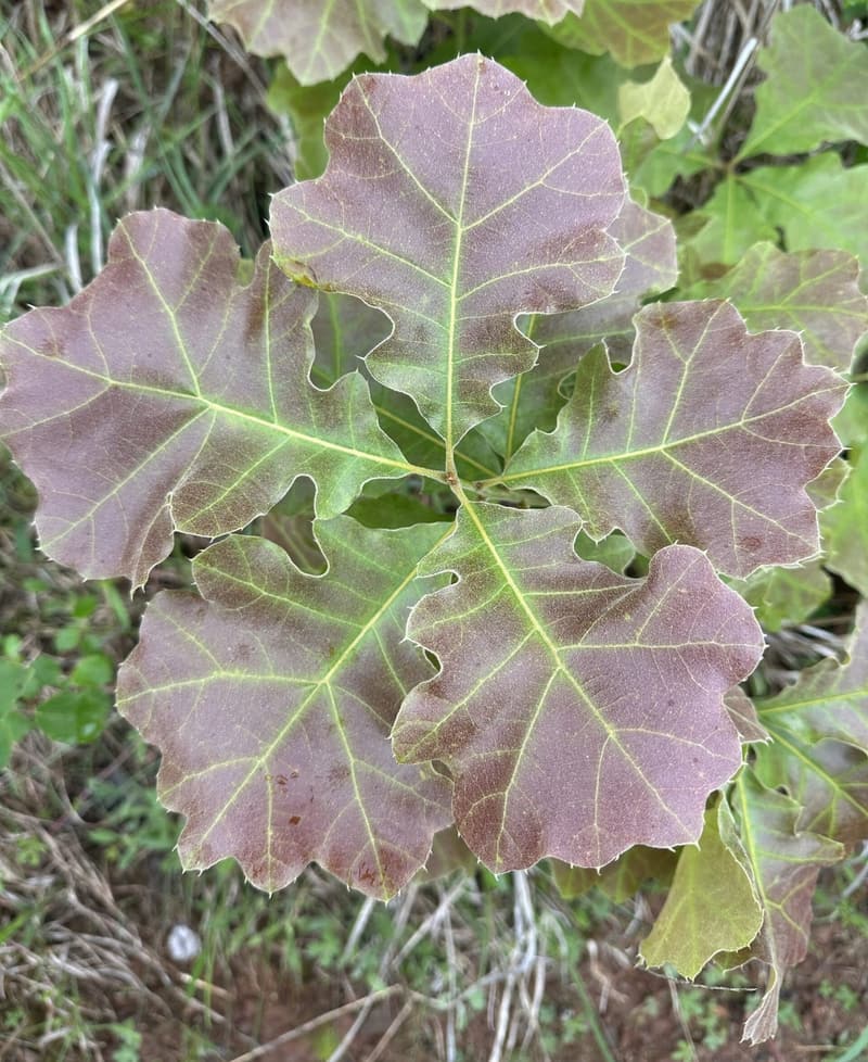 Blackjack oak seedling seen from above, its young lobed leaves flushed bronze-red with green veins, the lobes bristle-tipped