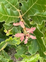 A young oak's fuzzy, toothed new leaves opening pink from brown bud scales at a shoot tip, among larger green lobed leaves