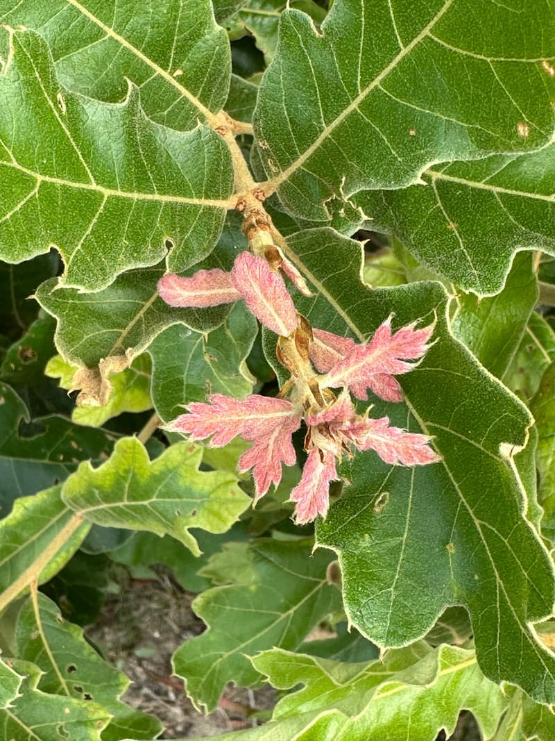 A young oak’s fuzzy, toothed new leaves opening pink from brown bud scales at a shoot tip, among larger green lobed leaves