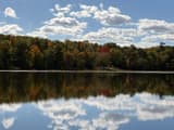 A band of hardwoods in fall color, one crown bright red, rising straight from the edge of a still lake that mirrors them