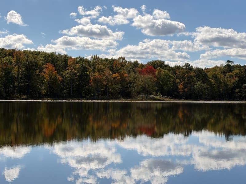 A band of hardwoods in fall color, one crown bright red, rising straight from the edge of a still lake that mirrors them