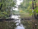 A still woodland pond edged by trees to the waterline, fallen trunks lying in the shallows, early fall color