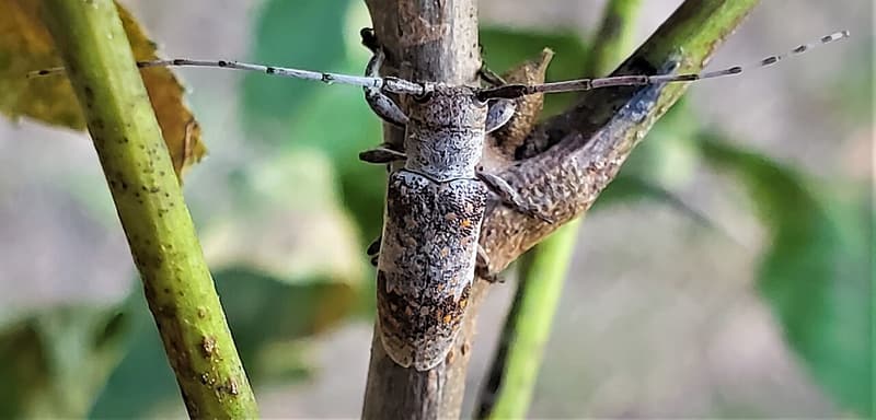 A gray longhorned beetle with banded antennae longer than its body gripping a pecan twig among green leaves