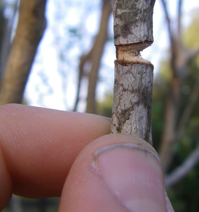 A twig held between finger and thumb, chewed smoothly around its whole girth down to a narrow core of wood