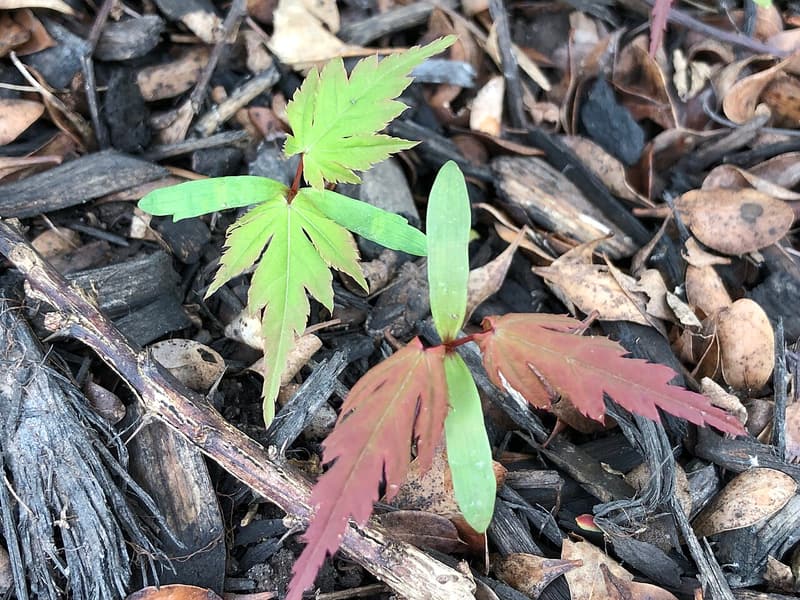 Two small maple seedlings in bark mulch, one with bright green lobed leaves and the other with red ones