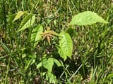 A young black walnut with long compound leaves of toothed leaflets coming up through lawn grass
