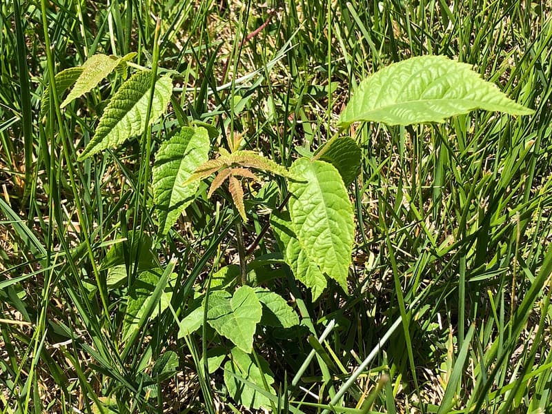 A young black walnut with long compound leaves of toothed leaflets coming up through lawn grass