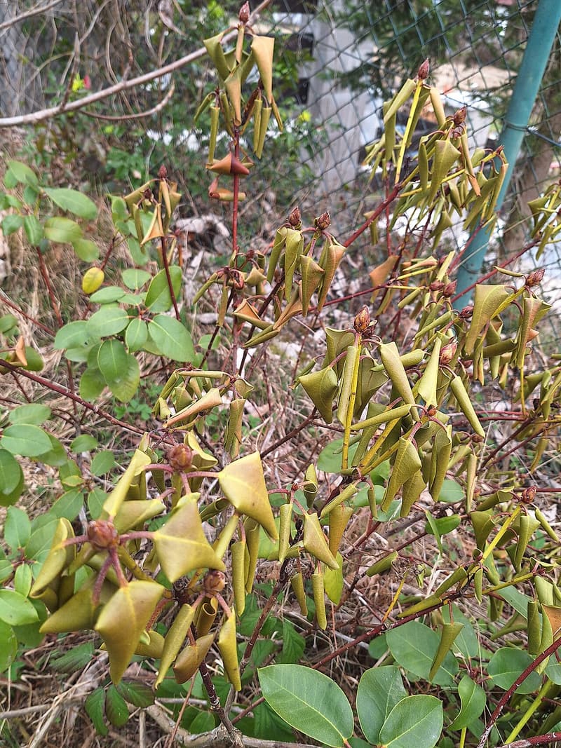 Rhododendron shoots with curled, drooping leaves turned yellow-brown by winter sun, in front of a wire fence