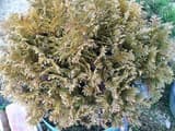 Rounded arborvitae whose scale-leaf sprays have turned an even yellow-bronze all over in winter