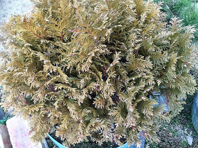 Rounded arborvitae whose scale-leaf sprays have turned an even yellow-bronze all over in winter