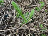 A fresh green shoot rising from a red spruce among bare gray twigs whose needles winter killed