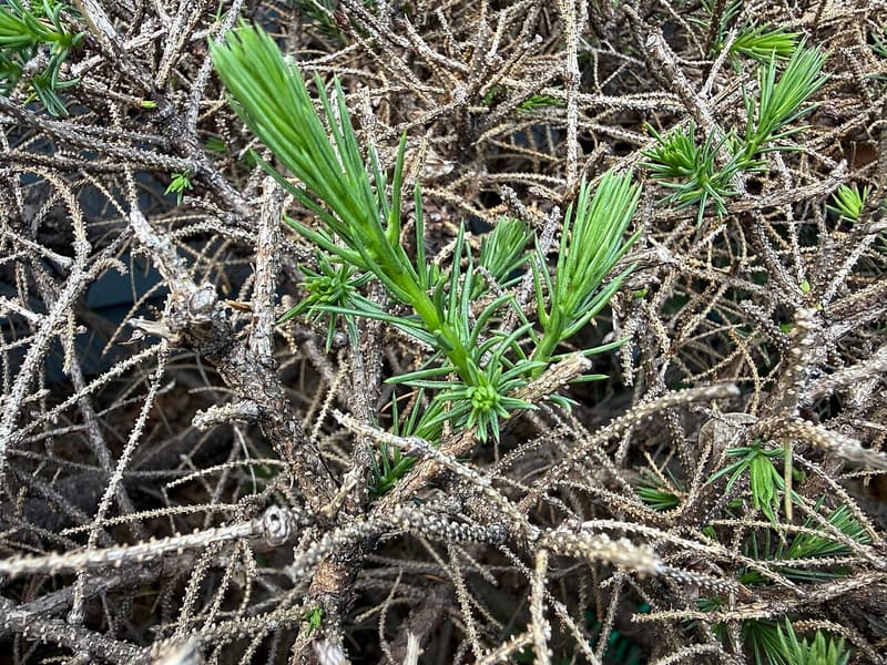 A fresh green shoot rising from a red spruce among bare gray twigs whose needles winter killed