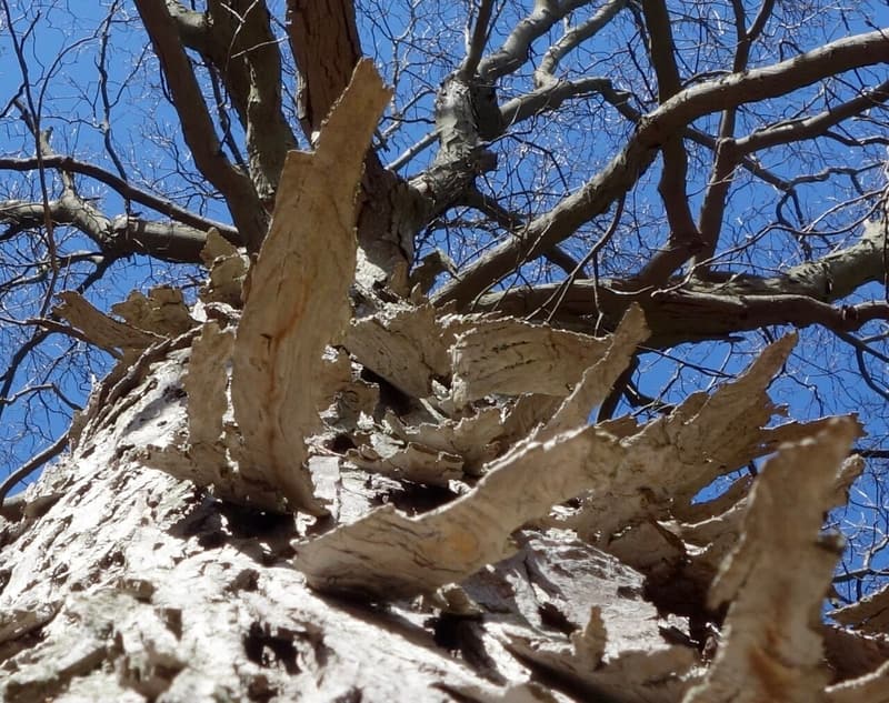 Long gray strips of shagbark hickory bark curling away from the trunk under bare branches