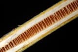Black walnut stem sliced lengthwise, its brown pith divided into rows of small chambers