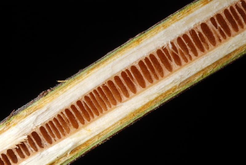 Black walnut stem sliced lengthwise, its brown pith divided into rows of small chambers