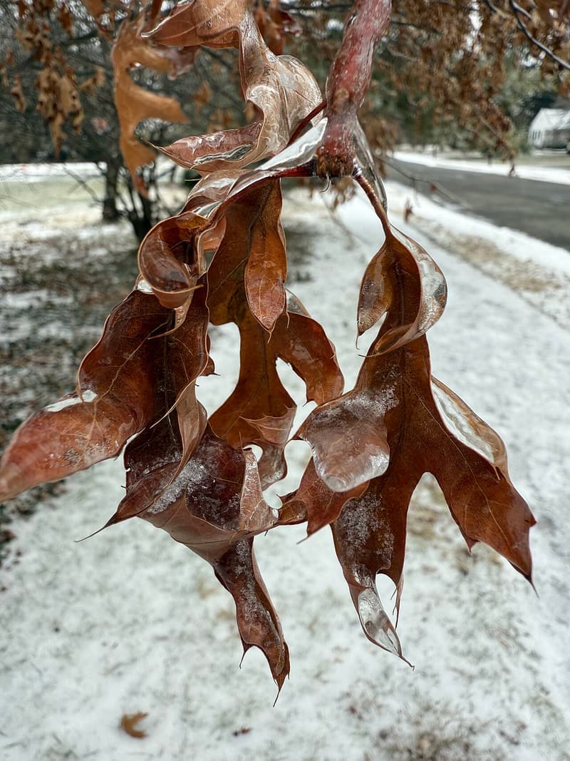 Curled brown pin oak leaves still attached to a twig and coated in clear ice above a snowy lawn