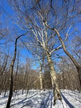 Tall beech trunks with smooth, pale gray bark rising from snow to bare crowns against a deep blue sky, amid rough dark trunks