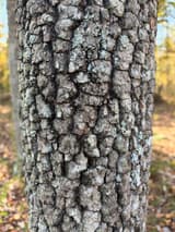 American persimmon trunk broken into thick, squarish gray bark blocks flecked with pale green lichen, woods behind