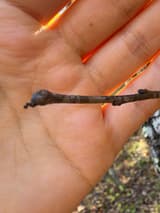 Bare American persimmon twig across an open palm, two small dark side buds and a dry stub at the tip instead of an end bud