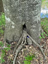 Smooth gray base of an American beech with pale lichen patches, a cavity and bare roots on a gravel bank