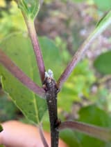 Hairy gray viburnum twig held upright, two purple leaf stalks rising opposite each other around a small felted end bud