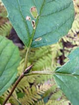 Glossy, pointed red and green bud in the angle between a twig and a leaf stalk, its scales overlapping, ferns blurred behind