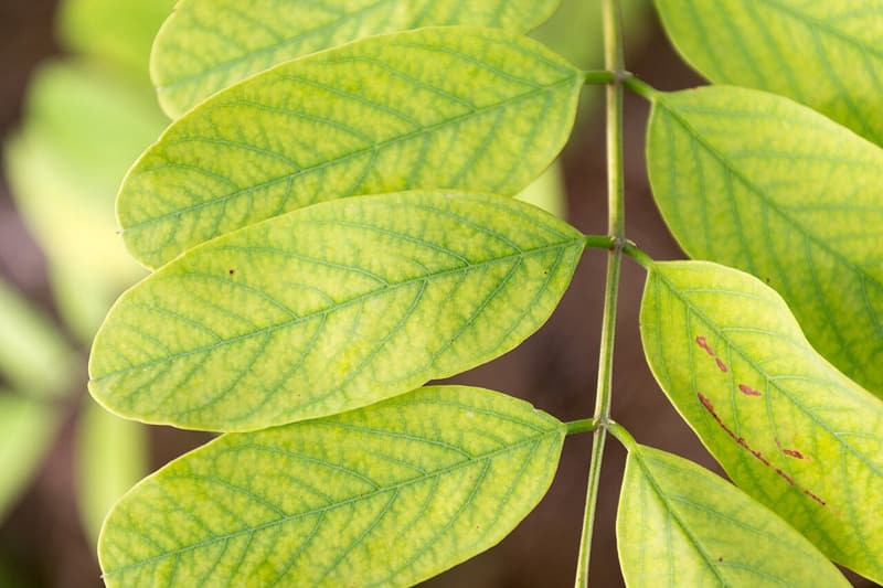 Black locust leaflets turned pale yellow between their veins, which stay a sharp green