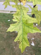 A pin oak leaf gone yellow-green between its veins, which stay darker green, above a roadside lawn