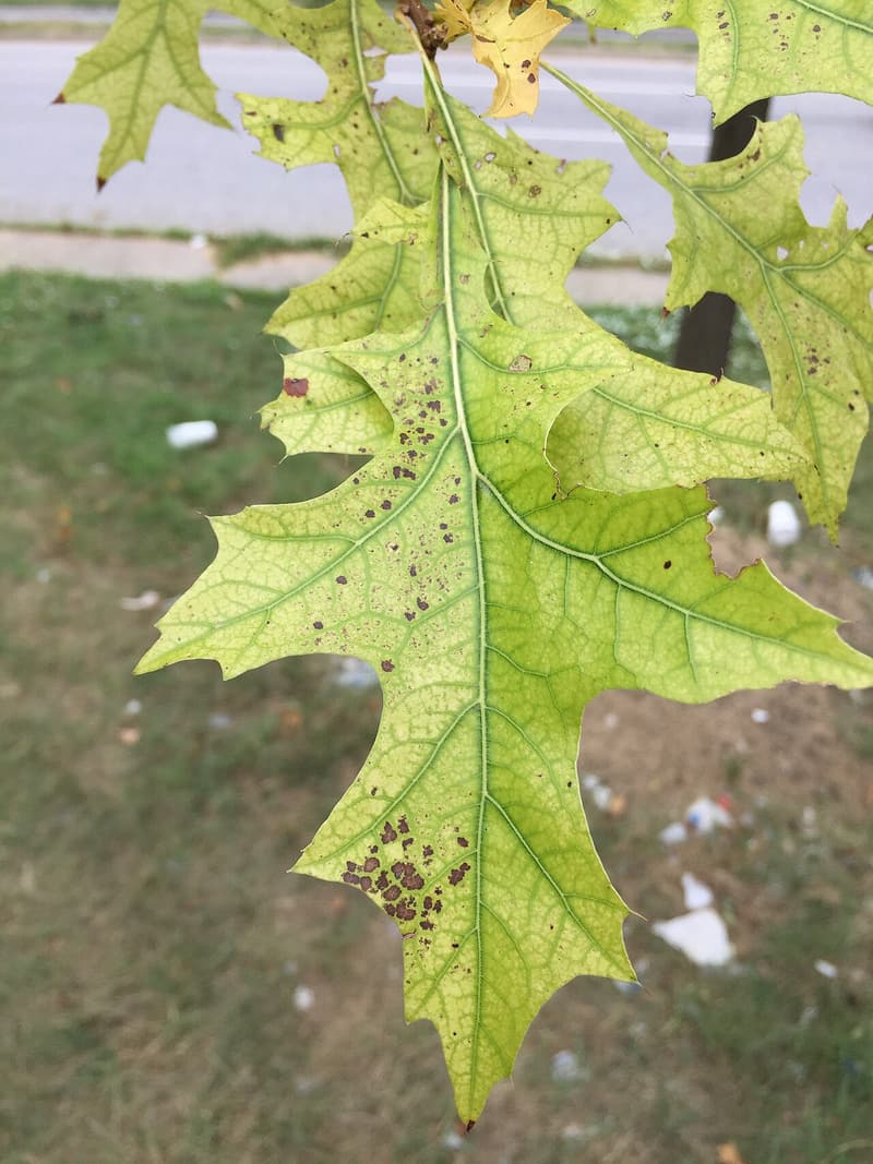 A pin oak leaf gone yellow-green between its veins, which stay darker green, above a roadside lawn