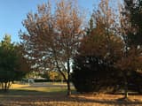 Red maples in early orange color dropping leaves onto a dry lawn beside a road on a sunny afternoon