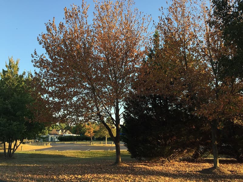 Red maples in early orange color dropping leaves onto a dry lawn beside a road on a sunny afternoon