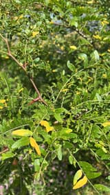Honeylocust branches with fine leaflets and long red-brown thorns, a few older leaflets turned yellow