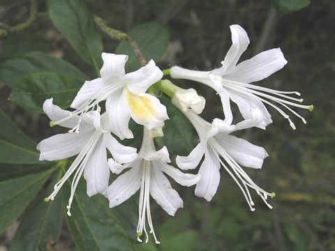 Alabama azalea (Rhododendron alabamense) white flowers with a yellow blotch and long stamens