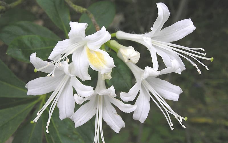 Alabama azalea (Rhododendron alabamense) white flowers with a yellow blotch and long stamens