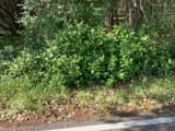 Alabama croton (Croton alabamensis), Texas variety, a dense leafy shrub at a woodland edge