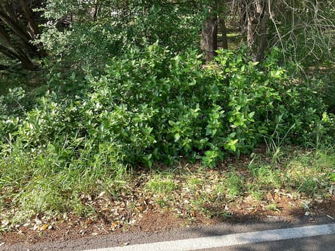 Alabama croton (Croton alabamensis), Texas variety, a dense leafy shrub at a woodland edge