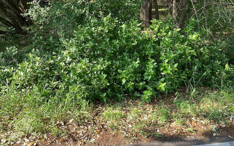 Alabama croton (Croton alabamensis), Texas variety, a dense leafy shrub at a woodland edge