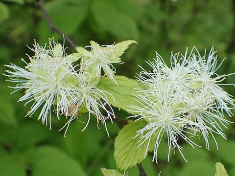 Alabama snow-wreath (Neviusia alabamensis) clusters of feathery white flowers with no petals among leaves