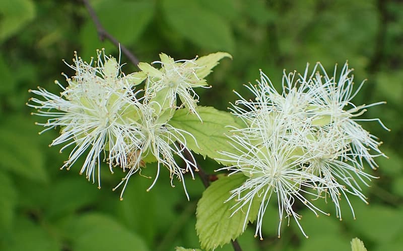 Alabama snow-wreath (Neviusia alabamensis) clusters of feathery white flowers with no petals among leaves