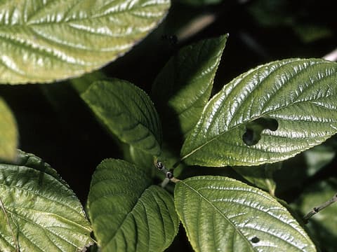 Alderleaf buckthorn (Rhamnus alnifolia) glossy, deeply veined leaves with finely toothed edges