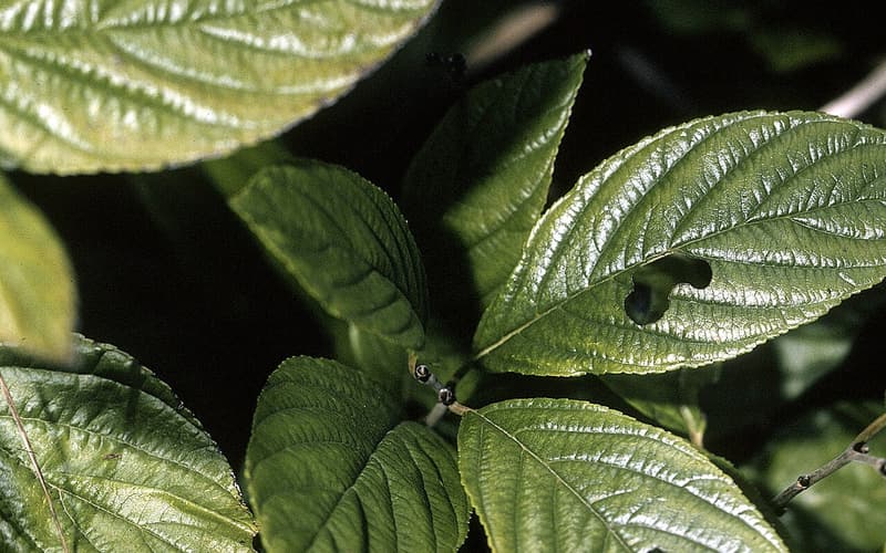 Alderleaf buckthorn (Rhamnus alnifolia) glossy, deeply veined leaves with finely toothed edges